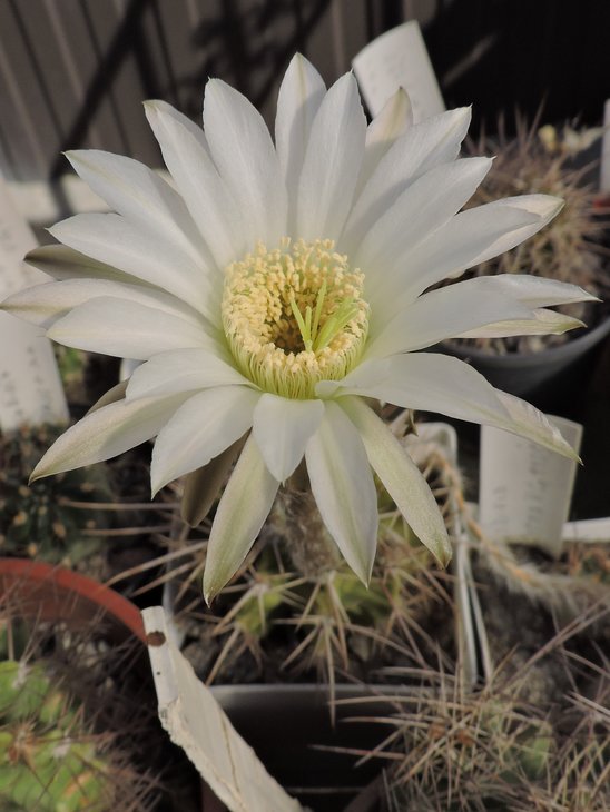 Echinopsis chacoana P251.jpg