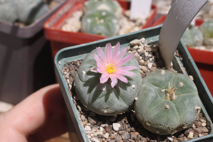 Lophophora fricii PP1072, East of Viesca, горшок 6х6 см