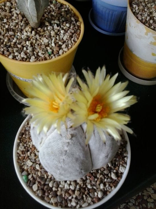 Astrophytum myriostigma.jpg