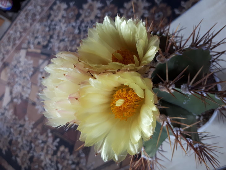 Astrophytum ornatum V.  glabreceseks.jpg