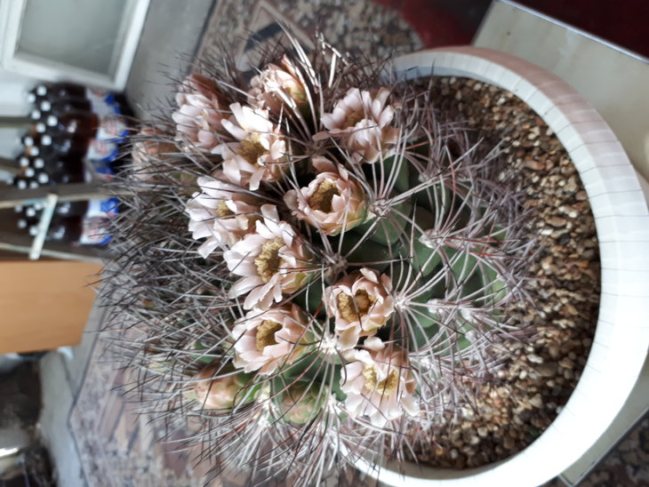 Copiapoa grandiflora.jpg