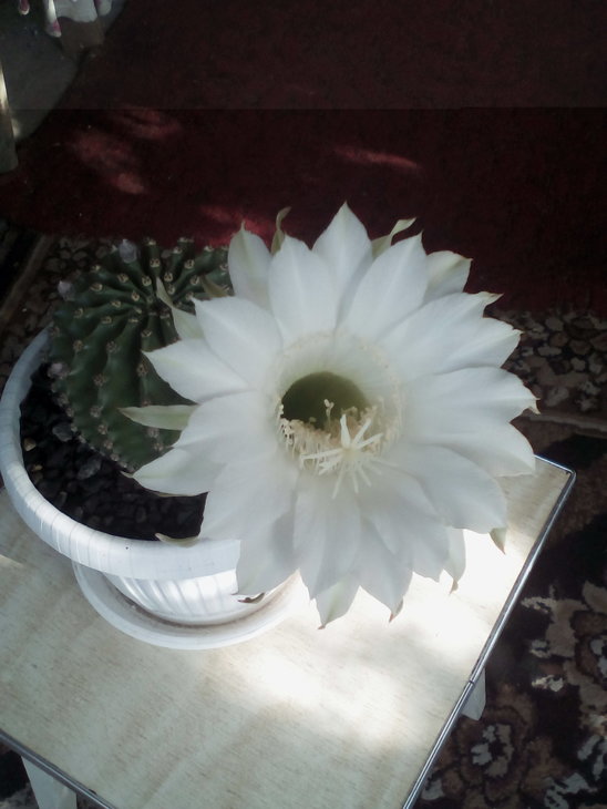 Echinopsis mammillosa.jpg