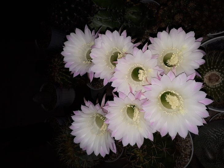 Echinopsis multiplex.jpg