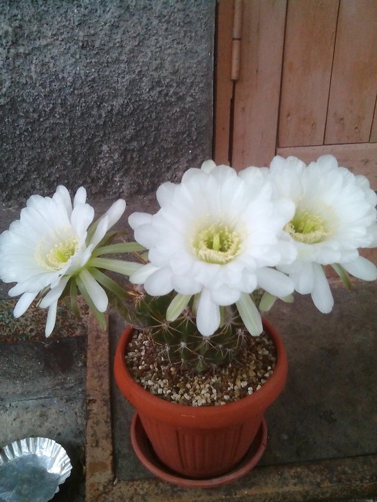 Ferocactus macrodiscus.jpg