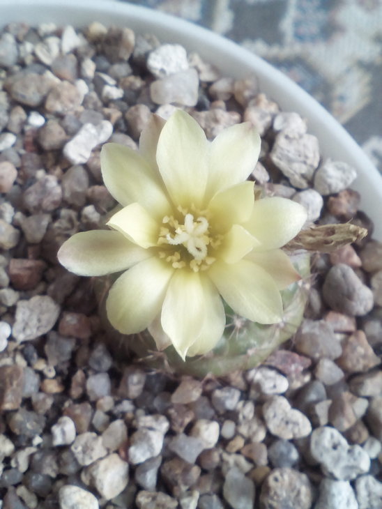 Frailea deminuta.jpg