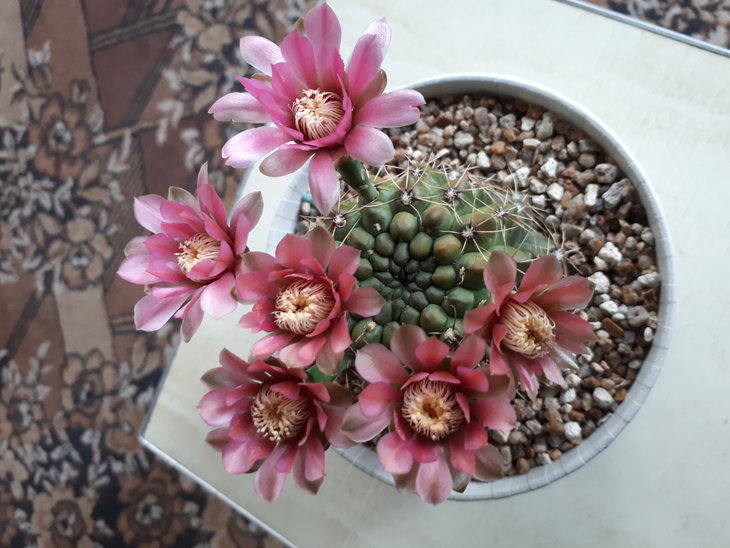 Gumnocalycium balbianum.jpg