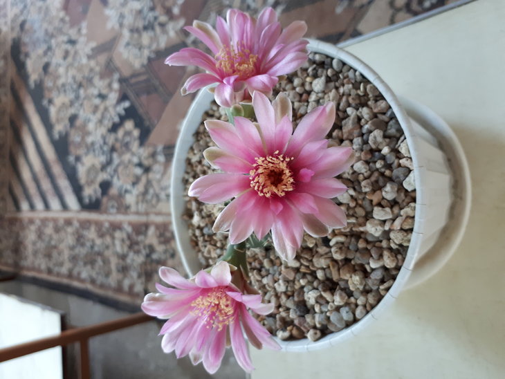 Gumnocalycium carminanthum .jpg