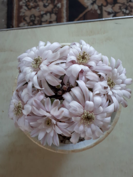 Gumnocalycium friedrichii.jpg