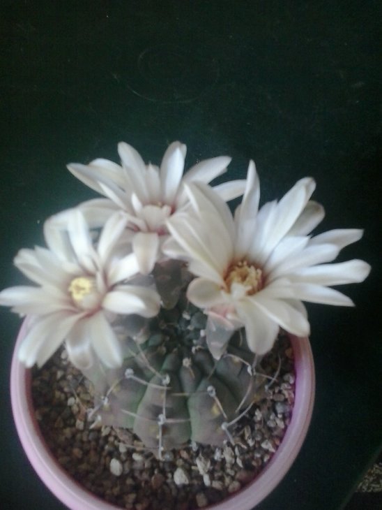 Gymnocalycium striglianum.jpg