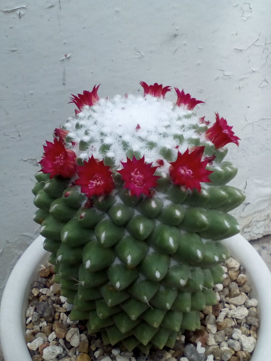 Mammillaria (неизв).jpg