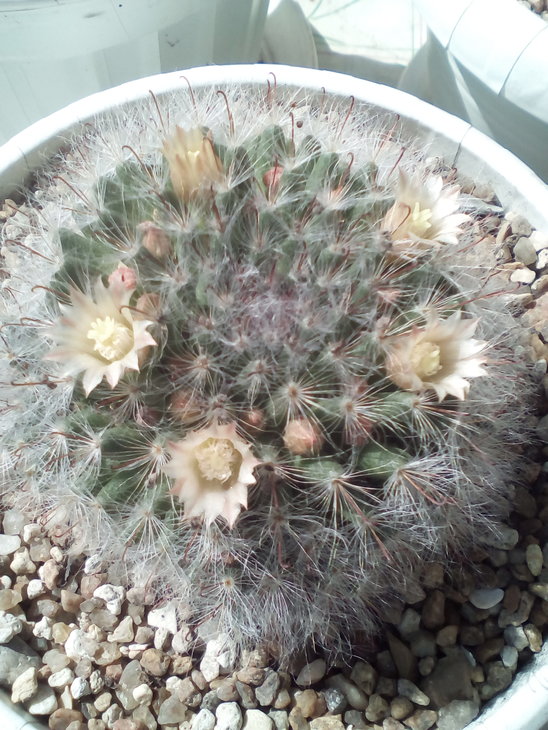 Mammillaria bocasana.jpg