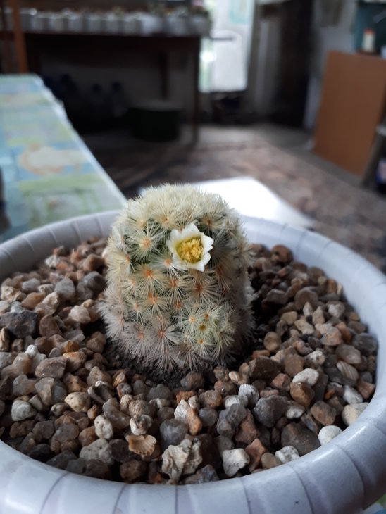 Mammillaria carmenae.jpg