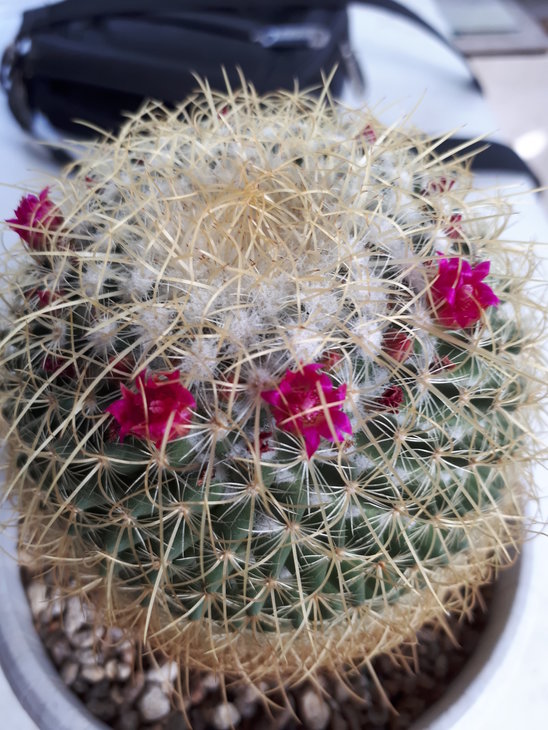Mammillaria Columbiana ssp. yucatanensis.jpg