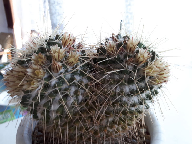 Mammillaria karwinskiana.ssp.nejapensis.jpg