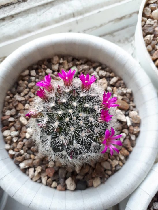 Mammillaria layi.ssp.dasiacanta.jpg
