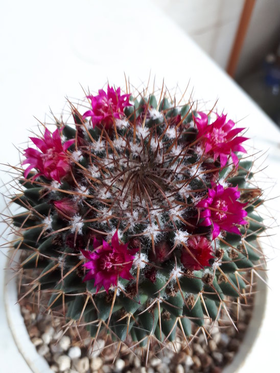 Mammillaria polythele ssp. durispina.jpg