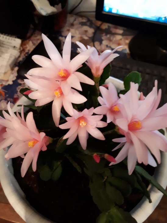Schlumbergera truncata.jpg