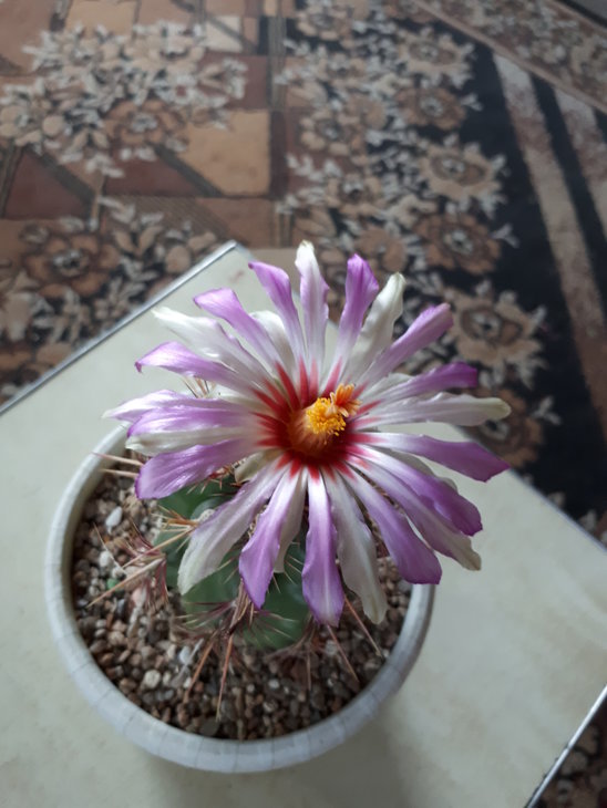 Thelocactus bicolor ssp.schwartzii.jpg