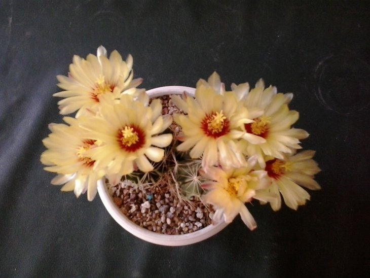 Thelocactus tulensis. var. неизв..jpg