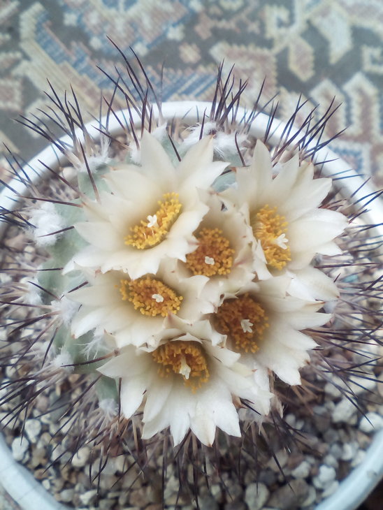 Turbinicarpus gielsdorfianus.jpg
