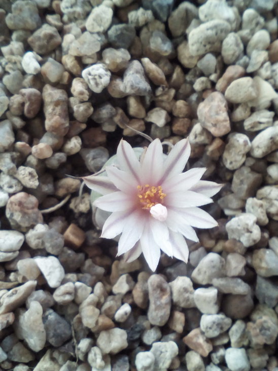 Turbinicarpus polaskii.jpg