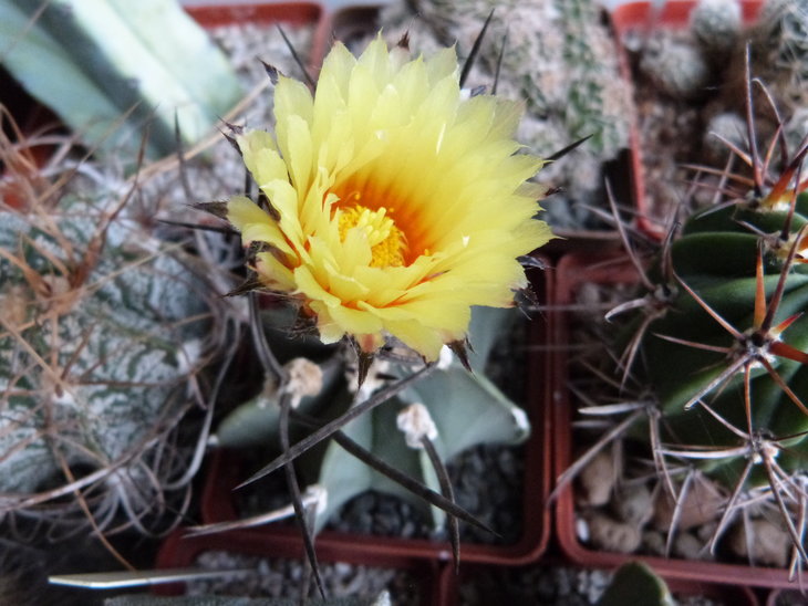 Astrophytum crassispinum