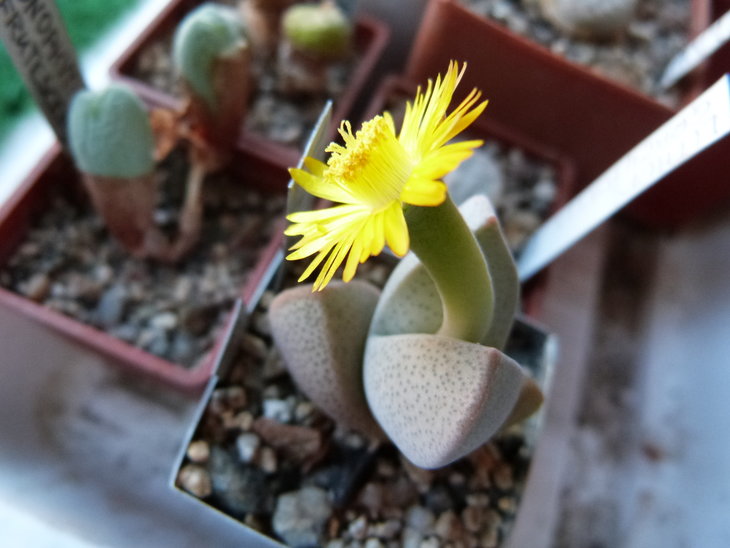 Dinteranthus microspermus