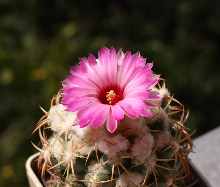 coryphantha elephantidens