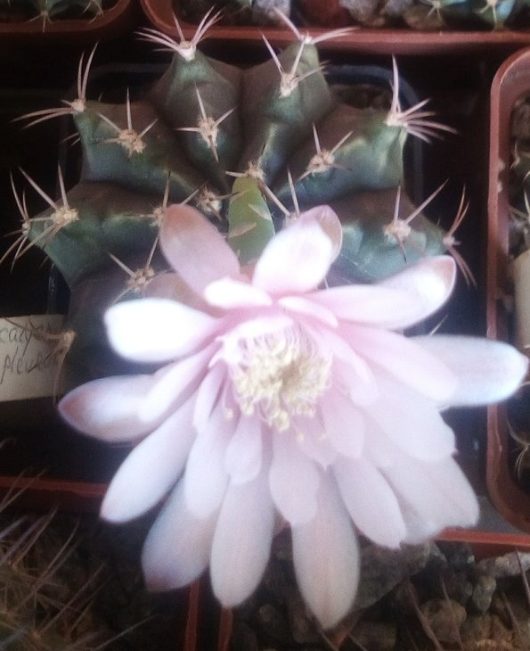 Gymnocalycium stenopleurum