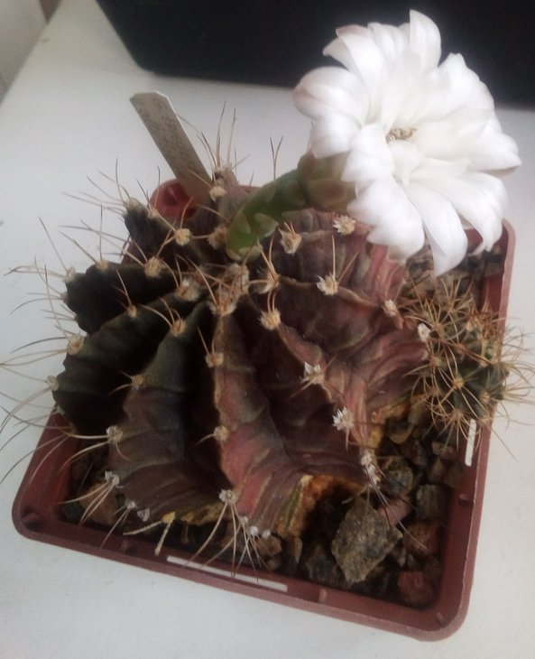 Gymnocalycium friedrichii v. albiflorum