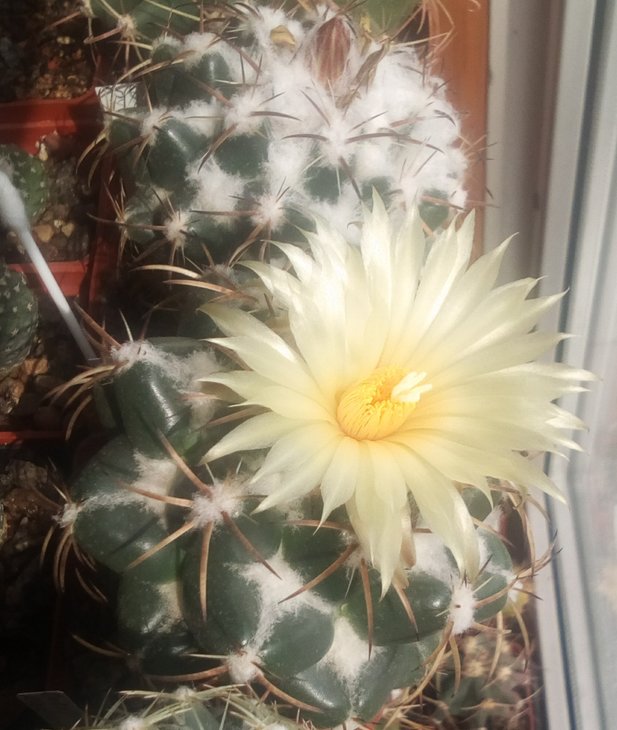 coryphantha bumamma