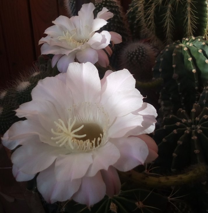echinopsis wendermannii