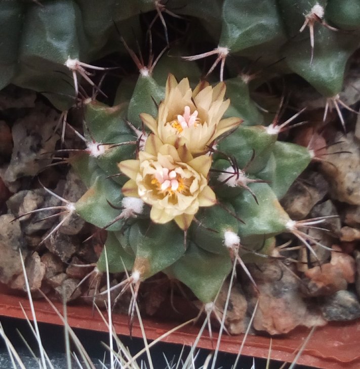 turbinicarpus swobodae