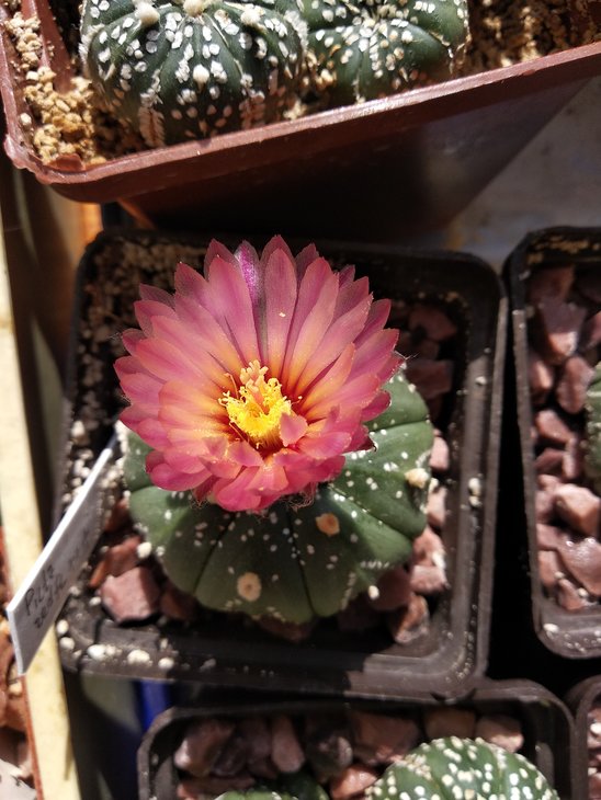 Astrophytum asterias Rote Blute