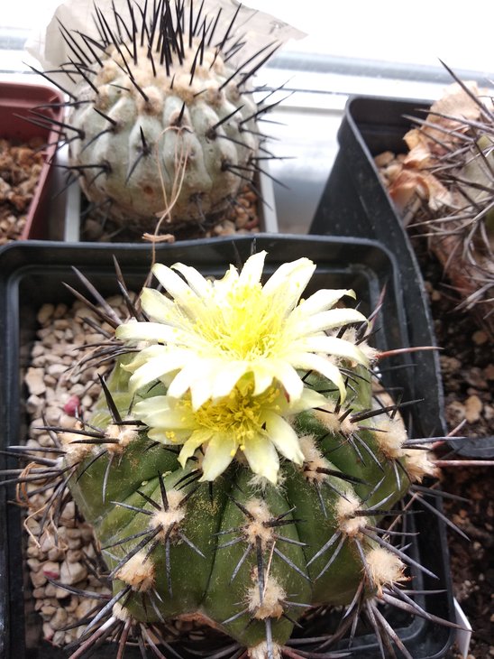 Copiapoa dura Totoral Bajo -1