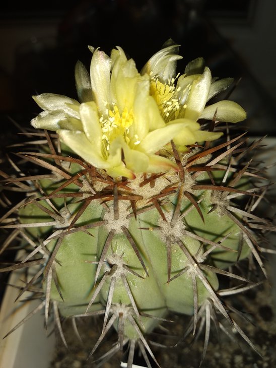 Copiapoa calderana Caldera