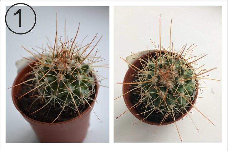 Уже все перебрала, Эхиноцереус девятиколючковый (Echinocereus enneacanthus), Эхонокактус Грузони (но колючки у него другого цвета и намного длиннее)? А может это Hamatocactus hamatacanthus? В общем полная путаница