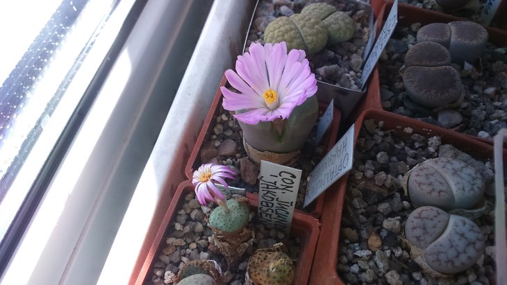 conophytum jacundum v.jakobsenianum и Ophthalmophyllum haramoepense