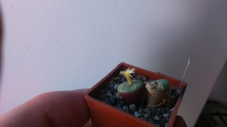 conophytum giftbergense