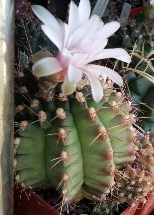 Gymnocalycium anisitsii