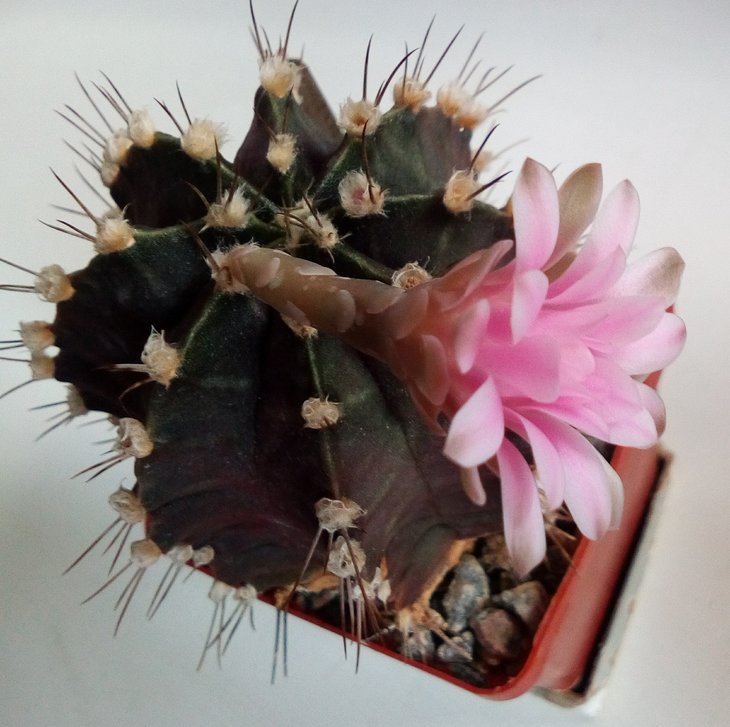 Gymnocalycium friedrichii
