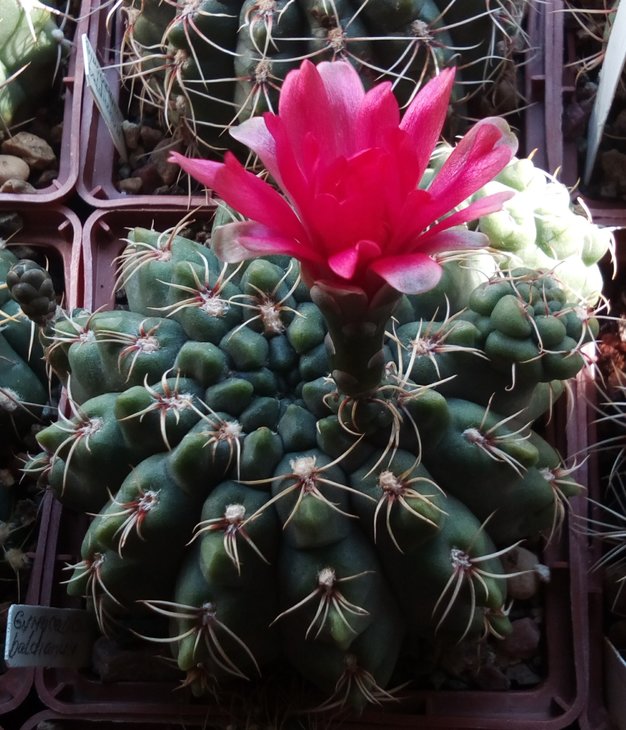 Gymnocalycium baldianum