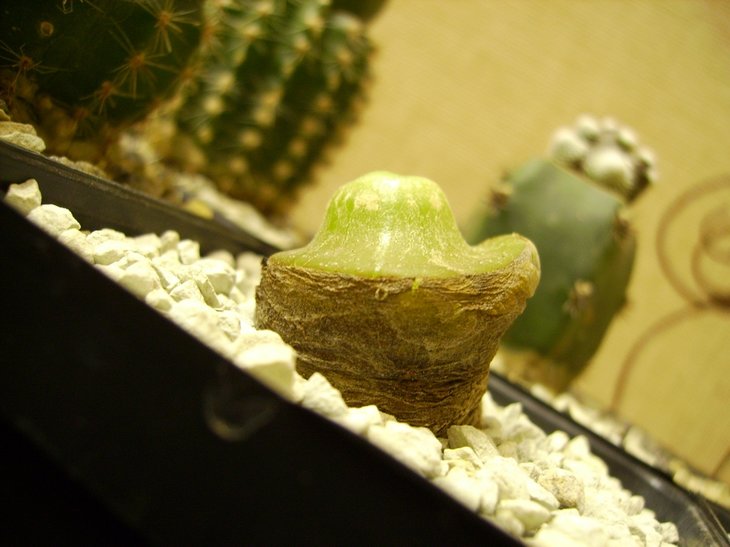 PICT0115.JPG