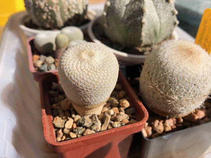 Epithelantha, которая слева, в коричневом горшке. Я думаю Bokei.