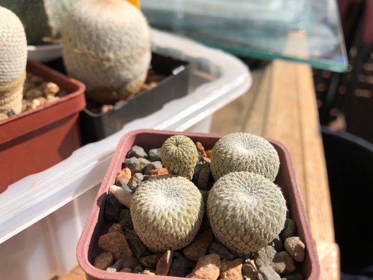 Pelecyphora в горшке (задняя левая)