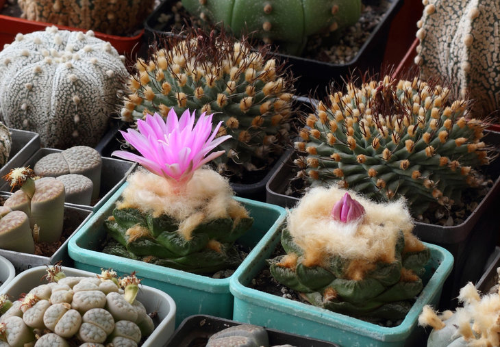 Ariocarpus fissuratus