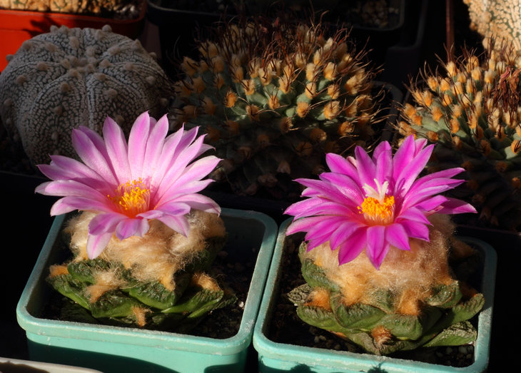 Ariocarpus fissuratus