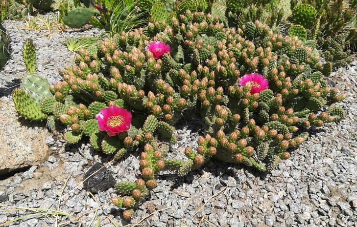 2018 05 21 Opuntia fragilis cv Freiberg-min.jpg