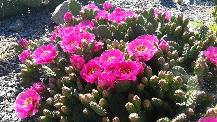 2018 05 23 Opuntia fragilis cv Freiberg (4)-min.jpg