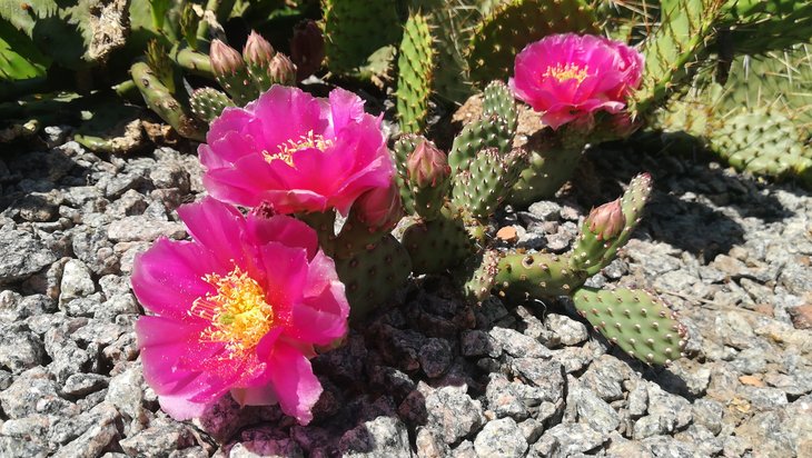 2018 05 24 Opuntia aurea x. Pony-min.jpg